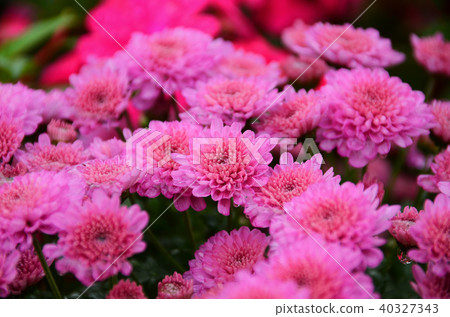 台北 士林官邸 菊花 菊展 Chrysanthemum キク 40327343