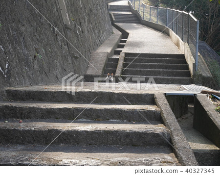 Cat's hide and seek Cat's hide and seek 40327345