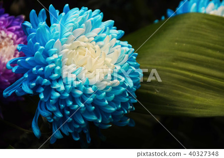 台北 士林官邸 菊花 菊展 Chrysanthemum キク 40327348