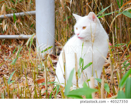 白貓 40327350
