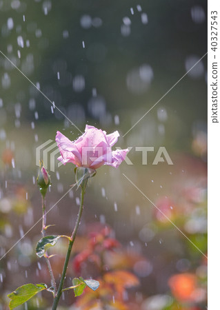 粉紅玫瑰 40327543