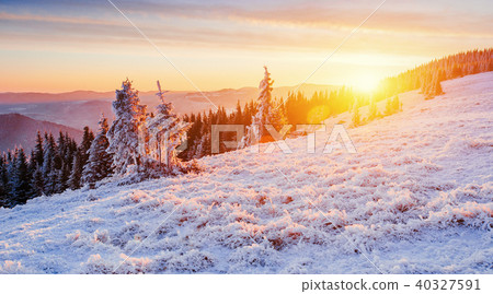 magical winter snow covered tree magical winter snow covered tree 40327591