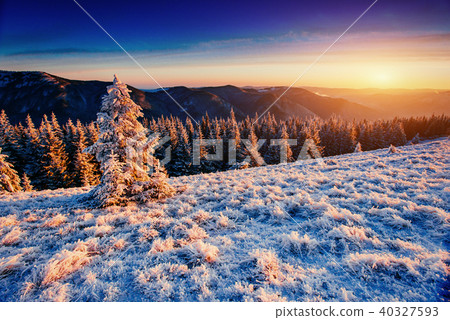 magical winter snow covered tree magical winter snow covered tree 40327593