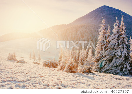 magical winter snow covered tree magical winter snow covered tree 40327597