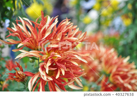 台北 士林官邸 菊花 菊展 Chrysanthemum キク 40327638