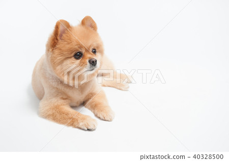 Pomeranian dog portrait 40328500