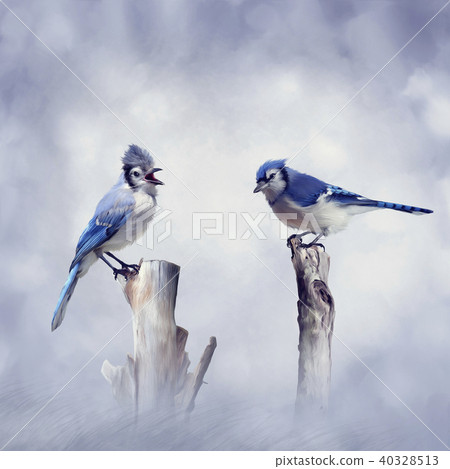 Blue jay, illustration - Stock Image - C033/0693 - Science Photo Library