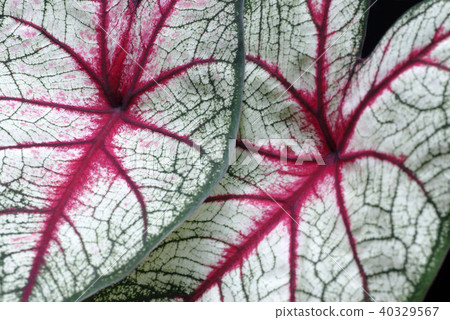 Carragee的葉子 40329567