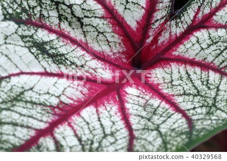 室內植物的葉子 40329568