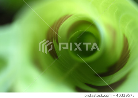 室內植物的葉子 40329573