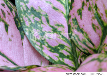 廣東萬年青 40329576