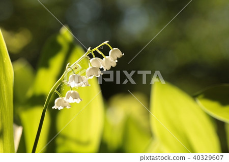 Lily of the valley in the forest Lily of the valley in the forest 40329607