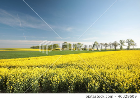 Springtime landscape at dawn 40329609