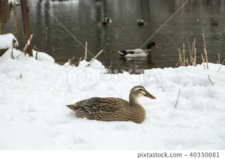 wild ducks on a snowy pond wild ducks on a snowy pond 40330081