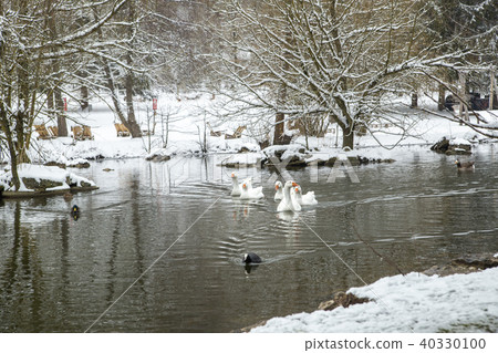 wild ducks on a snowy pond wild ducks on a snowy pond 40330100