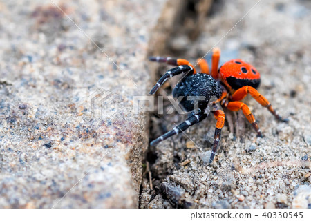 Ladybird spider or Eresus kollari close 40330545
