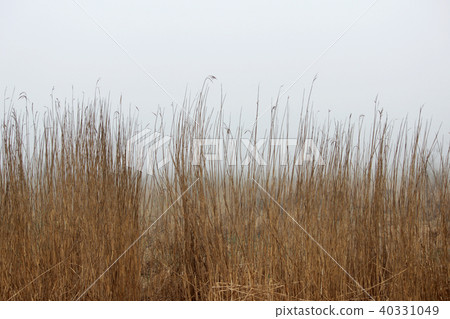 thickets of grass in the fog in a vacant lot in the spring early in the morning. thickets of grass in the fog in a vacant lot in the spring early in the morning. 40331049