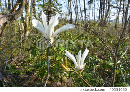 Tam Shiba growing wild on the mountain Tam Shiba growing wild on the mountain 40331060