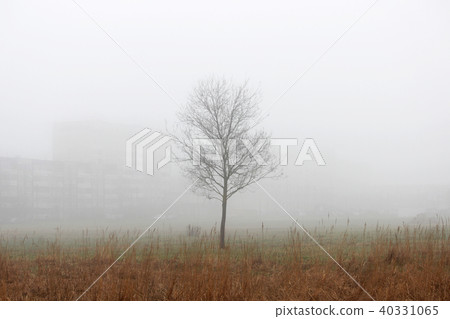 a lonely little tree and houses in the fog in a vacant lot in the spring early in the morning. a lonely little tree and houses in the fog in a vacant lot in the spring early in the morning. 40331065