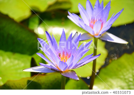 台灣 睡蓮 香水蓮 新北市 スイレン water lily 台灣 睡蓮 香水蓮 新北市 スイレン water lily 40331073