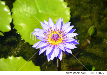 台灣 睡蓮 香水蓮 新北市 スイレン water lily 台灣 睡蓮 香水蓮 新北市 スイレン water lily 40331077