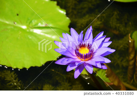 台灣 睡蓮 香水蓮 新北市 スイレン water lily 40331080