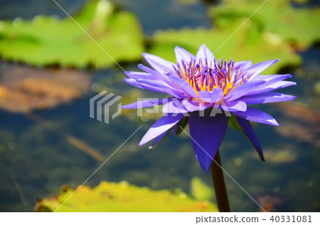 台灣 睡蓮 香水蓮 新北市 スイレン water lily 40331081