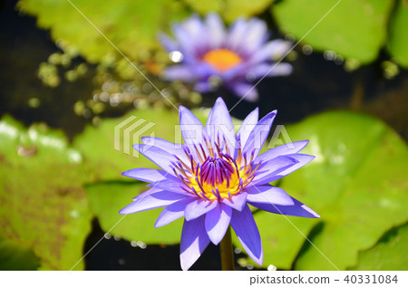 台灣 睡蓮 香水蓮 新北市 スイレン water lily 台灣 睡蓮 香水蓮 新北市 スイレン water lily 40331084