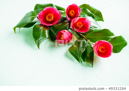 Camellia red flowers 40331284