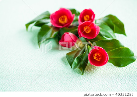 Camellia red flowers 40331285