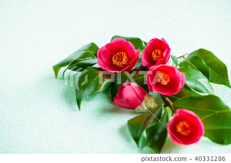 Camellia red flowers 40331286