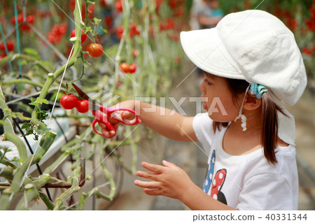 Infant picking a mini tomato (3 years old child) 40331344