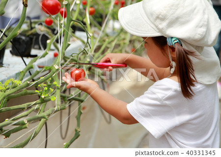 Infant picking a mini tomato (3 years old child) 40331345