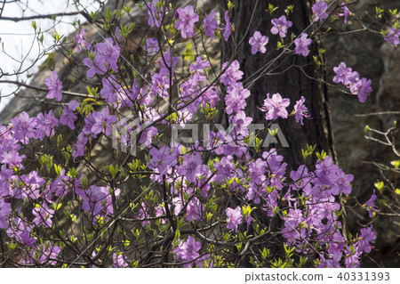 Azalea Suru San Gunpo Si Gyeonggi Do Stock Photo