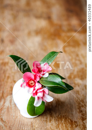Camellia, butterfly 40331489