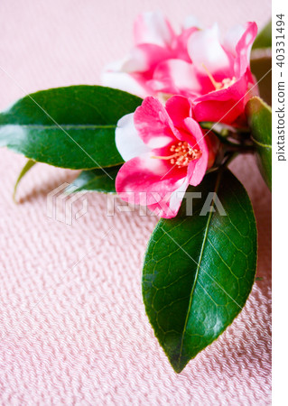 山茶花，蝴蝶 40331494