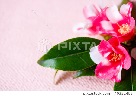 山茶花,蝴蝶 山茶花,蝴蝶 40331495