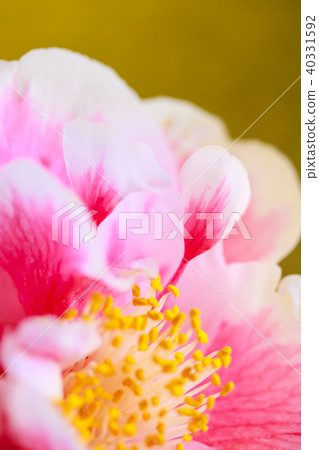 茶花光源 40331592