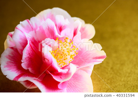 Camellia light source 40331594