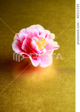 茶花光源 40331595