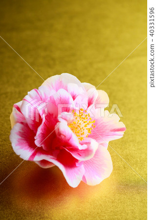 茶花光源 40331596