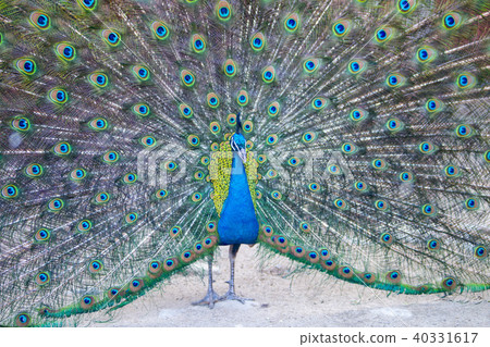 Peacock, Seoul National University Park, Gwacheon, Gyeonggi-do Peacock, Seoul National University Park, Gwacheon, Gyeonggi-do 40331617