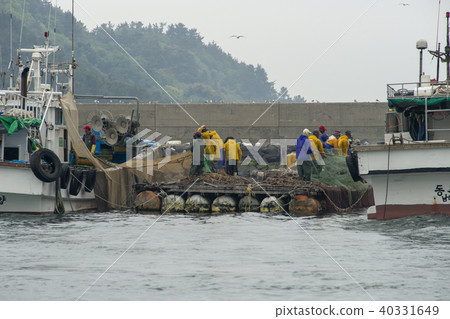 Anchovy hairy, Miso port, Namhae, Gyeongnam Anchovy hairy, Miso port, Namhae, Gyeongnam 40331649