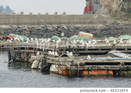 Anchovy hairy, Miso port, Namhae, Gyeongnam Anchovy hairy, Miso port, Namhae, Gyeongnam 40331654