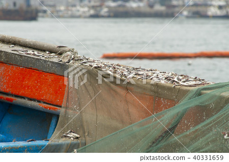 Anchovy hairy, Miso port, Namhae, Gyeongnam Anchovy hairy, Miso port, Namhae, Gyeongnam 40331659