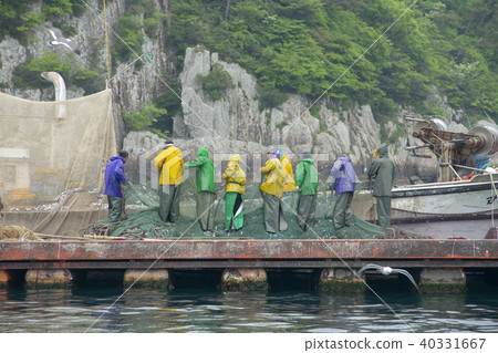 Anch魚毛,味噌港,南海,慶南 Anch魚毛,味噌港,南海,慶南 40331667