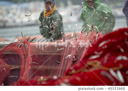 Anch魚毛,味噌港,南海,慶南 Anch魚毛,味噌港,南海,慶南 40331668