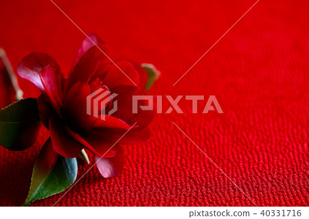 Camellia and ebony 40331716