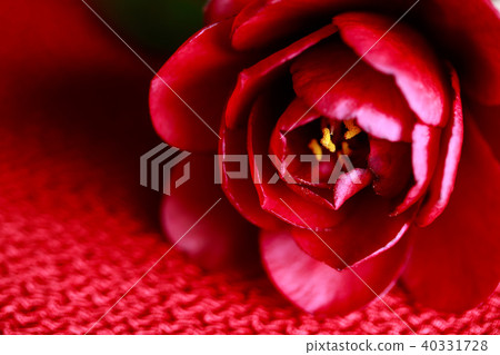 Camellia and ebony Camellia and ebony 40331728