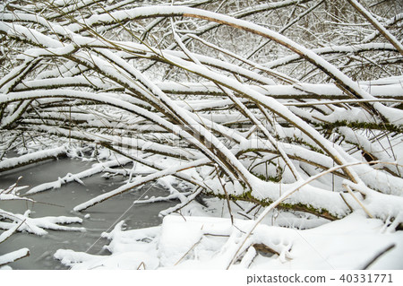 Park with snow-covered fir tree branches Park with snow-covered fir tree branches 40331771